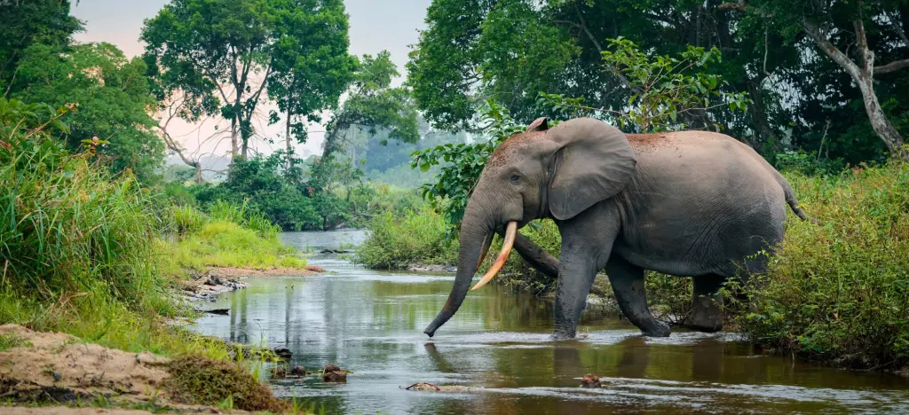 República del Congo eSIM